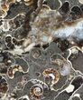 Polished Ammonite Fossil Slab - Marston Magna Marble #63843-1